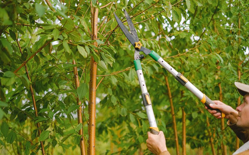 Tree trimming in Bossier City, LA